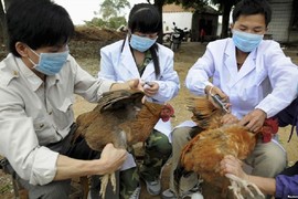 Phát hiện 2 ca nghi nhiễm cúm gia cầm H5N1 dịp Tết Nguyên Đán