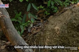 Hổ mang chúa giết luôn con cái vì tức giận không được giao phối