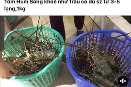 Tôm hùm "giải cứu" ồ ạt bán đầy chợ mạng 