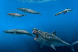 Siêu cá mập megalodon có thể ăn cá voi sát thủ trong 5 nhát cắn