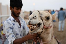 Căn bệnh có thể tấn công Qatar trong mùa World Cup