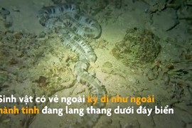 Loài hải sâm như ngoài hành tinh dưới đáy đại dương