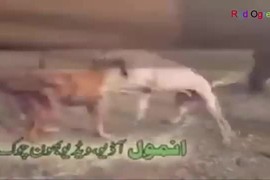 Video: Màn chọi chó kinh hoàng ở Afghanistan