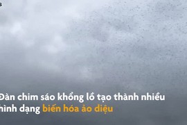 Đàn chim sáo khổng lồ tạo thành hình dáng biến ảo trên không