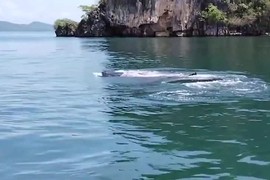 Video: Cá mập voi có nguy cơ tuyệt chủng xuất hiện ở Thái Lan 