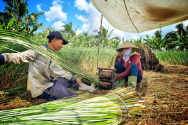 Trà Vinh: Nông dân có việc quanh năm, thu nhập tốt nhờ trồng “cỏ dại”