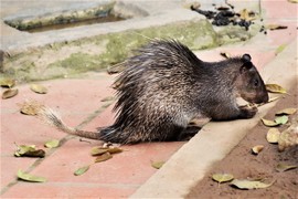 Loài thú thịt ngon, trông như con lai của nhím và chuột cống ở Việt Nam