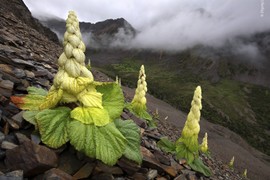 Sự thật bất ngờ loài cây “400 năm nở hoa một lần” trên Himalaya