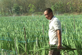 Thu tiền tỷ từ trồng hoa xứ lạnh trên vùng đất “nắng cháy da người”