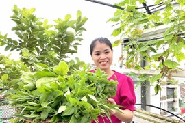 Làm vườn theo mô hình Aquaponic, cả nhà thoải mái hưởng trái ngọt