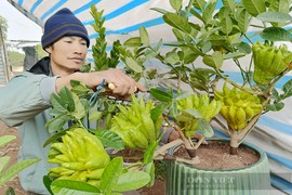 Bonsai phật thủ khan hàng, giá hàng chục triệu đồng