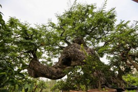 Bonsai cổ thụ tiền tỷ dành cho đại gia chơi Tết