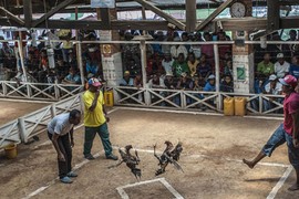 Chọi gà: Môn thể thao dễ kiếm tiền ở Madagascar