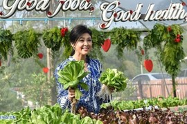 Cựu Thủ tướng Thái Lan Yingluck tươi tắn ở nông trang