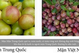 Mẹo phân biệt mận Việt Nam và mận Trung Quốc cực đơn giản