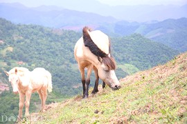 "Vương quốc" bạch mã lớn nhất đất Việt: Nuôi ngựa trắng lên đời đại gia