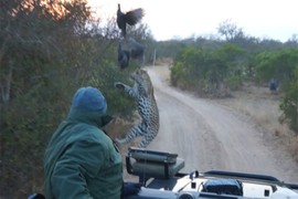 Clip: Báo hoa mai bị xe Jeep đâm trúng vì quá ham mồi