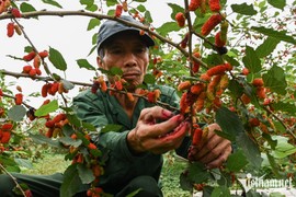 Nông dân Hà Nội thu tiền triệu mỗi ngày mùa thu hoạch dâu tằm