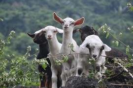 Đại gia Ninh Bình săn dê rừng sạch làm đặc sản ăn Tết