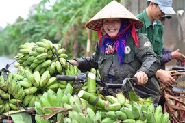 Ảnh: Mùa thu hoạch trên núi đá ở “vương quốc chuối” Việt Nam