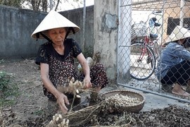 Hà Tĩnh: Lạc mất giá từ 25.000 còn 15.000 đ/kg, chờ giải cứu