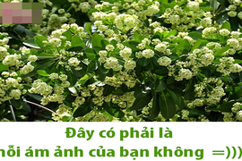 Dân mạng chế ảnh "kỳ thị" hoa sữa vì mùi quá nồng nặc