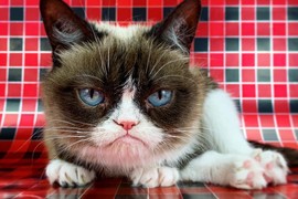 Chú mèo cau có nổi tiếng trong 'Grumpy Cat' qua đời