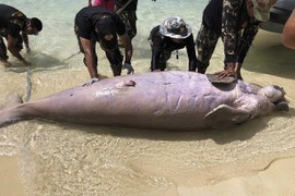 Bò biển chết hàng loạt ở Thái, rợn người nguyên nhân để chế bùa