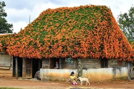 Xuất hiện "Ngôi nhà cổ tích" ở Lâm Đồng, phủ kín hoa chùm ớt 