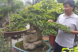 Bất ngờ: Một cây duối bonsai 40 tuổi gốc cực dị được trả 300 triệu