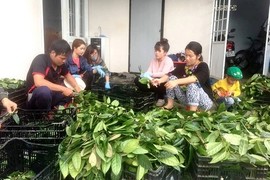 Vương quốc bí ẩn 40 loài trà hoa vàng quý hiếm ở Việt Nam