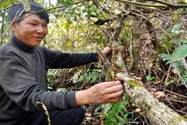 Luồn rừng sâu “săn” nấm hương rừng đặc sản “đãi” nhà giàu