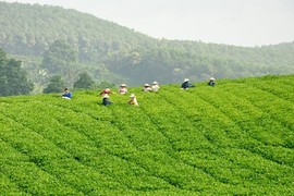 Thăm đồi chè thu tiền tỷ của nông dân Việt