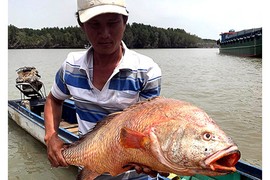 Ngư dân bắt được cá lạ 9kg nghi sủ vàng tiền tỷ