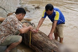 Người dân Nghệ An vớt củi trúng báu vật trăm tuổi giữa dòng nước lũ