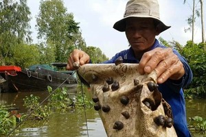 Nghề “làm chơi ăn thật”, chỉ cần vài vỏ xi măng và một ít dây, sáng thả chiều thu kiếm tiền triệu/ngày