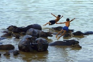 Trẻ em chăn trâu và những trò tiêu khiển thú vị