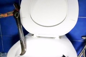 Rắn hổ mang chiếm cứ toilet trừng mắt nhìn người