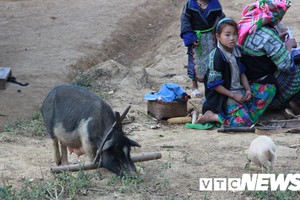 Chuyện lạ về giống lợn đeo gông, to như con bò ở Mù Cang Chải