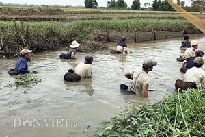 Xem dân xứ Quảng bắt cá bằng nơm tre mùa mưa lũ