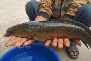 “Hốt” trăm triệu nhờ nuôi loài cá lóc đầu nhọn