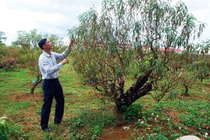 Vườn đào bạc tỷ trên cao nguyên