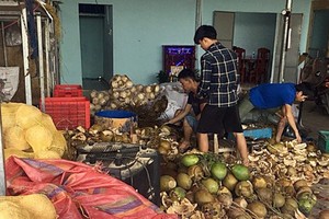 Kinh hoàng tẩy trắng dừa bằng hoá chất lạ rồi bán cho... resort