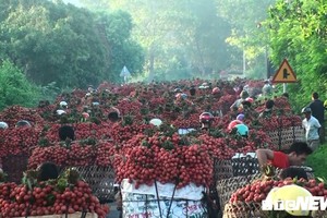 Chợ vùng cao Bắc Giang đỏ ối màu vải thiều