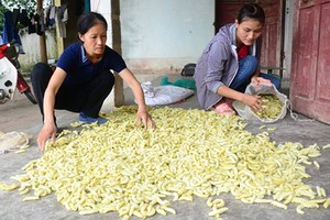 Cả làng nuôi tằm làm thức ăn, không trồng dâu lại có tiền rủng rỉnh