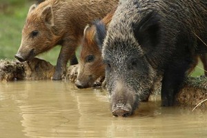 Lợn rừng "xâm lăng, gây náo loạn" đảo thiêng  Malaysia