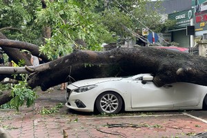 Trường hợp ôtô bị cây đè do bão nào được bảo hiểm đền bù?