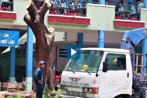 Video: Chặt cây phượng còn lại trong tai nạn khiến học sinh tử vong