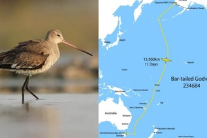 Một con chim bay 13.560 km không dừng, phá kỷ lục thế giới