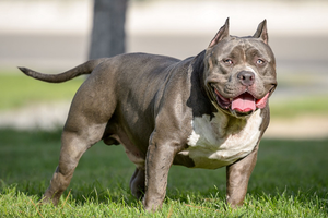 Giải mã loài chó Pitbull nguy hiểm số một thế giới 